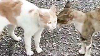Mpuuuus Oyen Menerima Arahan Perintah Dari Kocheng Belang