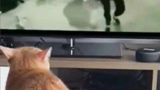 Sang Preman Nonton Film Bruce Lee