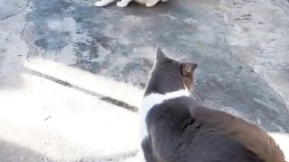 Kocheng Anabul Sang Penguasa Wilayah