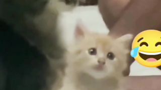 Kesian Si Bocil Nga Kebagian Susu