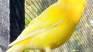 PASSARO-Yellow Canary Bird Singing _ Bird Sounds _ Canary Song _ Canary Sounds