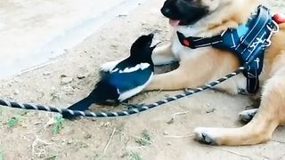 Bird and Dog
