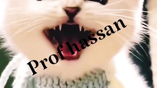 Small cat baby funny ketens