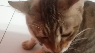 Dikasi ikan malah dijilat