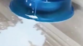 lustige katzen videos Zusammenstellung funniest cats compilation ????