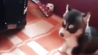 We gave my grandfather a dog, Singing Husky