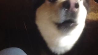 Husky talks _Husky Flesh says _I love you mom