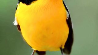 Relaxing Sounds _ Birds Singing _ Stress Relief _ Chirping Birds _ Peaceful Nature Sounds _ Focus