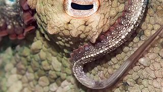You can really appreciate their body form, camouflage, and behaviour! This beautiful male Day