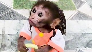 Monkey 27