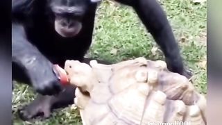 Funny Monkey Viral Video 126