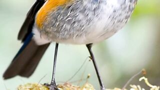 PASSARO-Beautiful Birds Chirping _ Stress Relief _ Relaxing Birds Sound _ Calming Nature Sounds