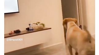 Funny Dog Viral Video 105