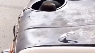 dog and car meme