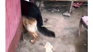 Funny Dog Viral Video 106
