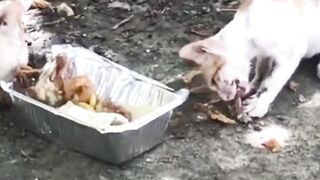 Two cats eating food