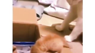 Funny Cat Viral Video 114