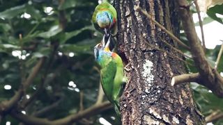 PASSARO-Nature And Wildlife Video – Bird and animal is beautiful creature on our planet