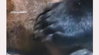 Funny Panda Viral Video 15