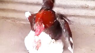 cock and hen and duck