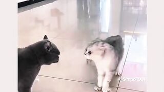 Funny Cat Viral Video 115