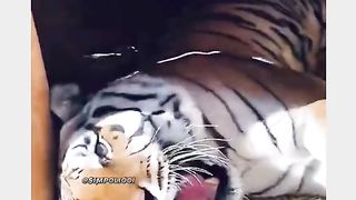 Funny Tiger Viral Video