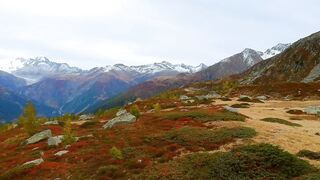 "Ephemeral Ecosystems: Unveiling the Unseen Elegance of Earth's Wilderness"
