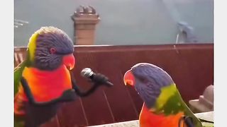 Funny Parrot Viral Video 9