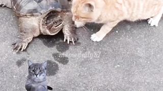 سرعه بديهه القطط