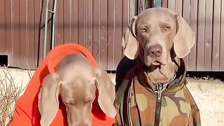 Funny Dog Viral Video 107