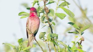 Bird sounds. Common rosefinch singing and chirping