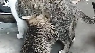 نها أمي دعني
