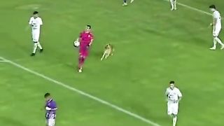 dog...dog..dogdogdogdogd