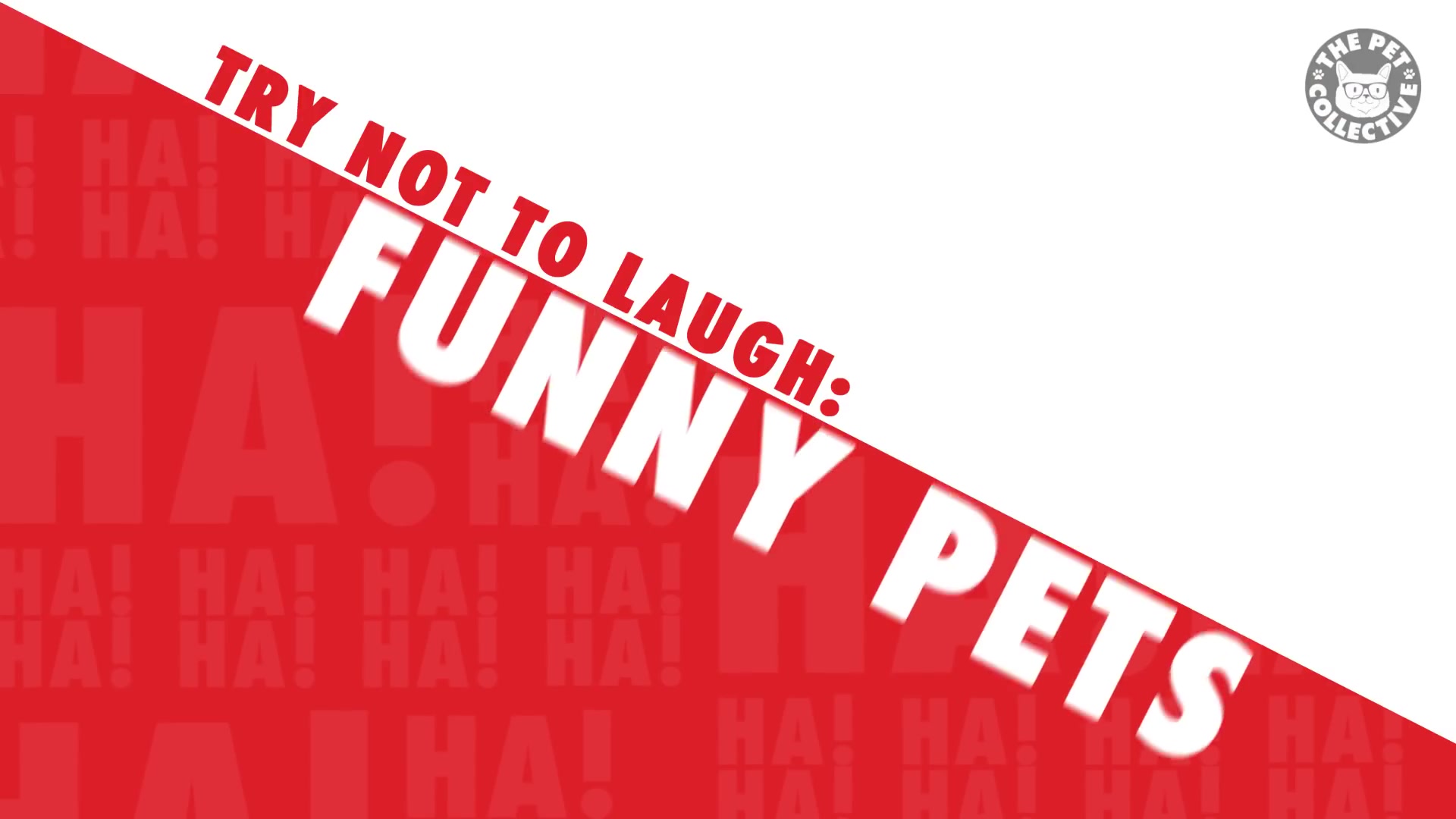 try-not-to-laugh-funny-pet-video-compilation-2020-the-pet