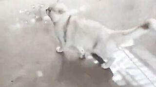 cats catsofinstagram