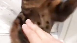 Why didn't you bring me tuna?