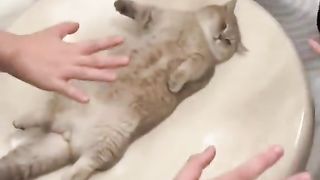 Чего здесь происходит, поким