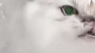 انا سمكة