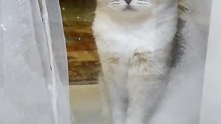 HAPPY NEW YEAR ????Subscribe to our "MUSIC FOR CATS" playlist