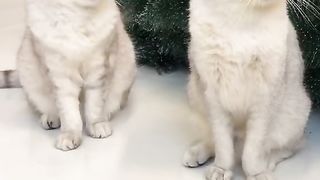 Christmas tree for cats