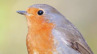 Bird sounds. European Robin singing. Beautiful bird song