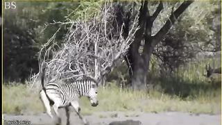 Les moments les plus incroyables dans la vie des animaux