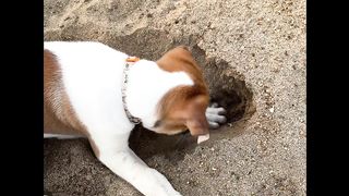 Cute puppy play on the garden.