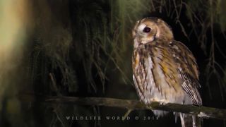 BIRDS-Tawny owl. Birds singing in the night forest. Bird sounds.