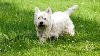 Dog - Animal