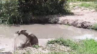 Les moments les plus incroyables dans la vie des animaux 2