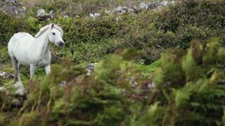 White Horse 2