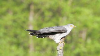 Bird sounds Common cuckoo singing in the spring