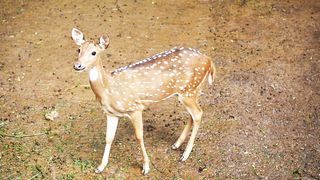 Chevrotain Animal