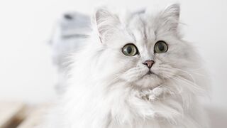 Animal - Cat